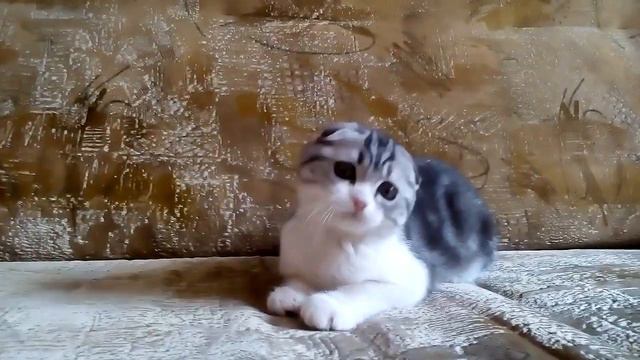 Котик, окрас черный мрамор на серебре, биколор смотреть онлайн