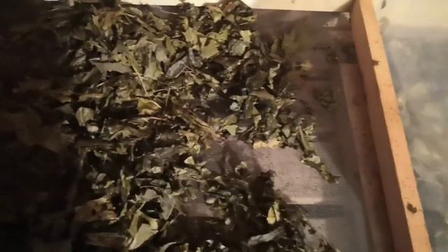 Ферментация листьев клена с заморозкой и без