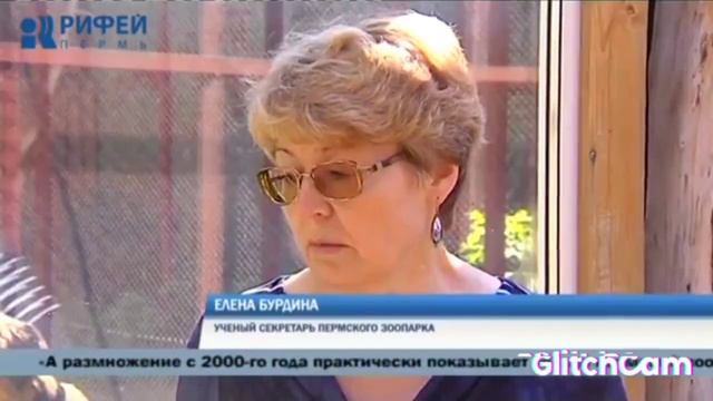 Счастливая семья снежных барсов...была. смотреть онлайн