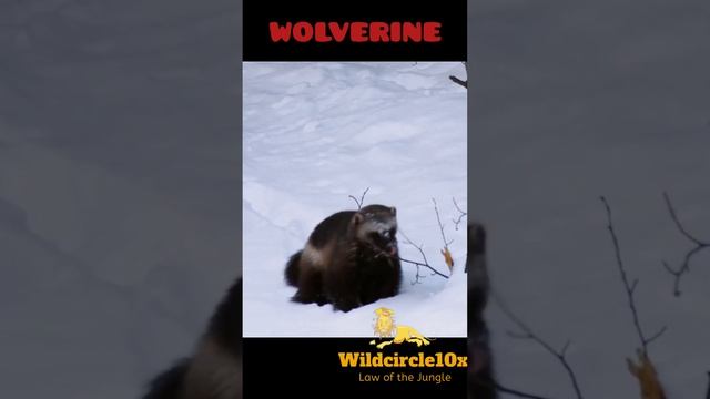 wolverine#animals #short #youtubeshorts #wolverine #wildcircle10x