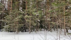 НАГЛАЯ ЗОЛОВКА И ПОРЯДОЧНЫЙ МУЖ... | Истории из жизни.