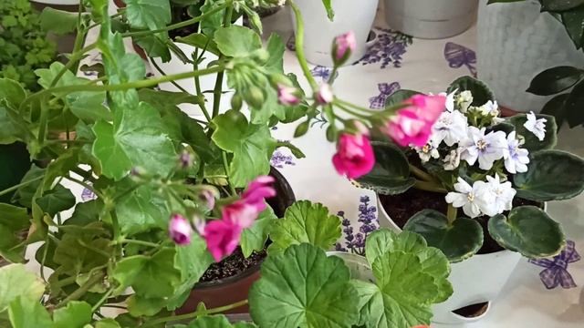 МОИ ЛЮБИМЫЕ РАСТЕНИЯ и огородик на окне 06 03 2023г #комнатныерастения #огороднаокне