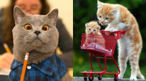 ?Коты 2022 смешные котики. ?Приколы с котами до слез Я СМЕЯЛСЯ 10 МИНУТ!