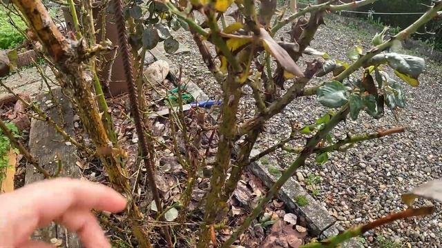 Обрезка чайно-гибридной розы осенью смотреть онлайн