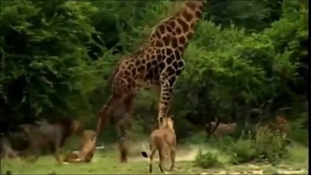 Львы атакуют жирафа