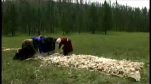 Традиционный монгольский способ валяния войлока