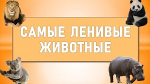 ТОП-10 Самые ленивые животные