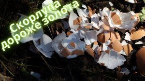 Яичная скорлупа на вес золота! Полезные способы применения