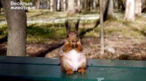 Смешные белки - Funny squirrel - Приколы белочки