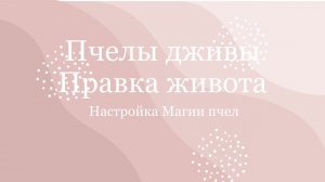 О настройке Магии пчел «Пчелы дживы» правка живота