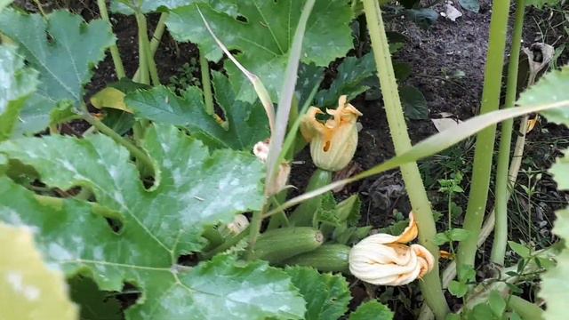 Миниатюрный городской огород на пешеходном бульваре смотреть онлайн