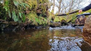 Fish Burger you've never seen before‼️  Cooking in Nature (Relaxing Sounds)