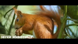 ЩЕНКИ ЛАЮТ. ЗВУК СОБАК. КАК ЛАЕТ СОБАКА. МАЛЕНЬКИЕ ЖИВОТНЫЕ. МИЛЫЕ ДОМАШНИЕ ЖИВОТНЫЕ ???