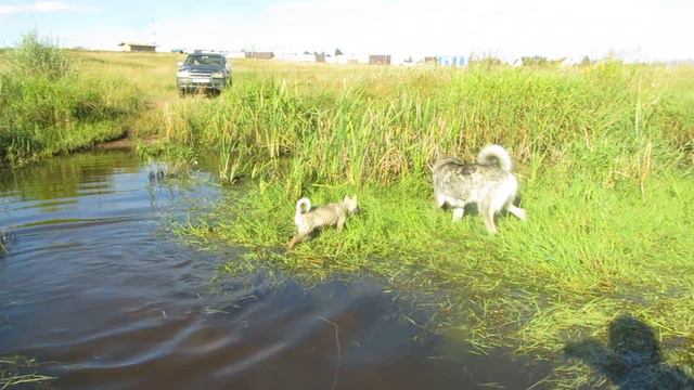 Тайга катерок на речке смотреть онлайн