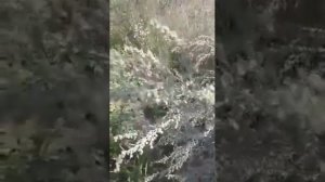 КАС - 81: полынь цветущая. Заготавливаем впрок!