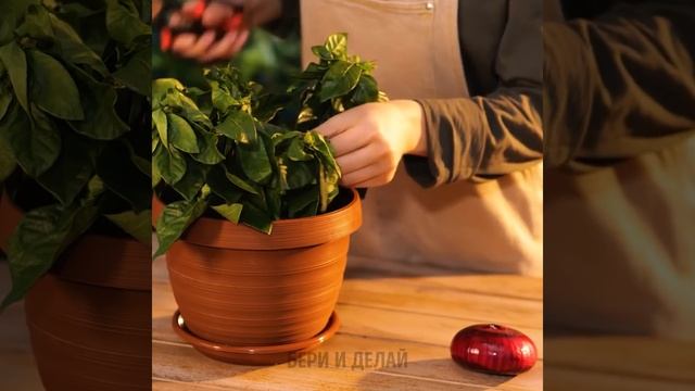 ГЕНИАЛЬНЫЕ ЛАЙФХАКИ ДЛЯ ВАШЕГО САДА ? Как вырастить растения дома