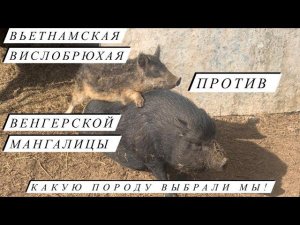 Венгерская мангалица . Наши свиньи. Ждём опоросов.