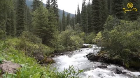 Горная Форель