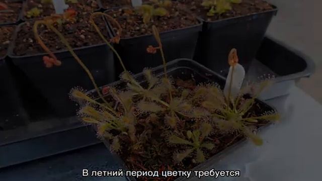 Росянка — что это за хищное растение