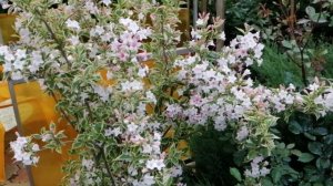 Цветущие кустарники в мае: вейгела пестролистная и роза скарлет