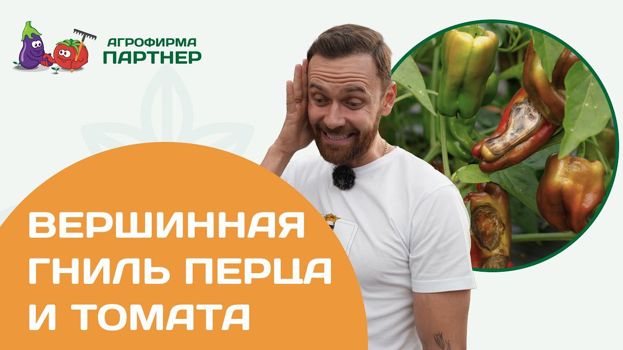 Вершинная гниль перца и томата. Профилактика и лечение.