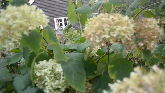 Nikon D5100 Video Test смотреть онлайн