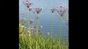 сусак зонтичный в пищу