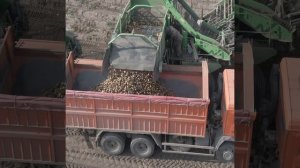 Картофелеуборочный комбайн в работе, уборка урожая картофеля видео.mp4