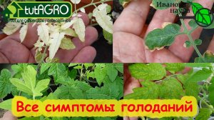 НЕ ПОГУБИТЕ ПОДРОСШУЮ РАССАДУ. Что главное для крепкой рассады всех растений? Все симптомы нехваток.