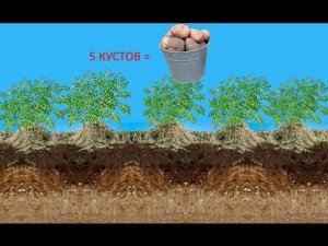 Новый метод выращивания картофеля под сеном, и в мешках. Огород для ленивых на двух сотках.