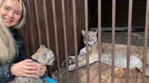 Пума Лондон и пума Брейдж впервые встретились !