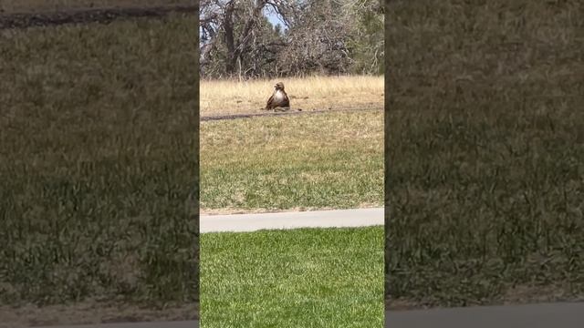 Hawk vs Squirrel Survival is Key!