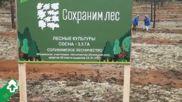 Посадка леса в Пермском крае 11 сентября 2021 года смотреть онлайн