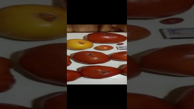 Сибирские помидоры смотреть онлайн