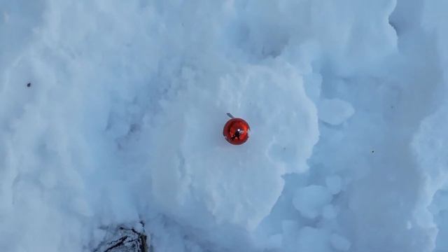 Умеют ли коты гонять мяч? Кошечка Царевна горы