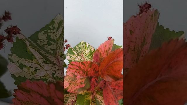 Acalypha wilkesiana plant leaf colour in summer | Copperleaf/Jacob’s coat plant