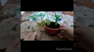 Капельный полив комнатных цветов.