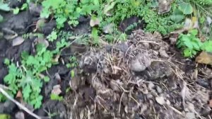 Фундук Кавказ