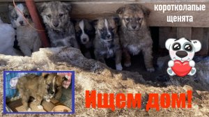 Коротколапые щенки