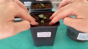 Бальзамин. 16.03 Пикировка рассады бальзамина.