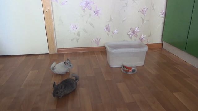 Первая прогулка!   17