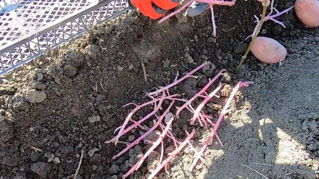 ? Посадка картофеля ростками ? Какие ростки картошки лучше всходят ? Опыт Гордеевых