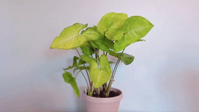 Syngonium Holly Allusion Part 003 | Plant Vlog 286 смотреть онлайн