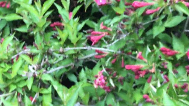 weigélia 'Weigela Bristol Ruby' L'arbuste met ses beaux habits смотреть онлайн