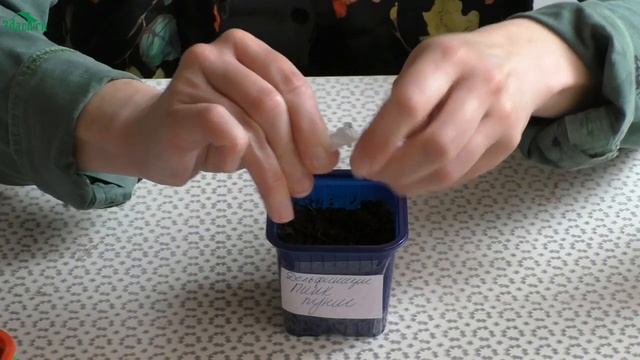 ?? Как гарантированно вырастить рассаду дельфиниума в домашних условиях - 7 дач смотреть онлайн