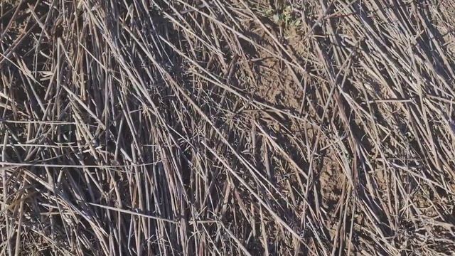 Посев горчицы жёлтой и белой. No-till смотреть онлайн