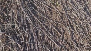 Посев горчицы жёлтой и белой. No-till