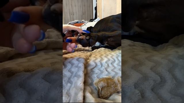 Собака не дает стричь когти? Выход есть!!! Как подстричь когти собаке без стресса?