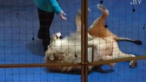 «Львиная» психология дрессировщицы Ольги Борисовой (2015)