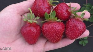 ДАЛИ раннне-средний сорт клубники